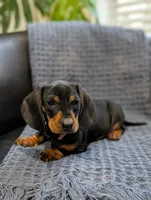 Titan , a male Miniature Dachshund for sale in Bristol, IN – 3 of 7