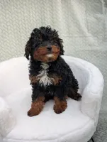 Cappuccino , a male Aussiedoodle and Poodle - Miniature  for sale in Bristol, IN – 3 of 8