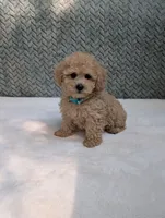 Bear, a male Poodle - Toy  for sale in Bristol, IN – 2 of 5