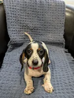 Tiger, a male Miniature Dachshund for sale in Bristol, IN – 4 of 7