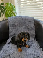 Titan , a male Miniature Dachshund for sale in Bristol, IN – 4 of 7