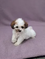 Ariel , a female Shihpoo for sale in Bristol, IN – 6 of 7