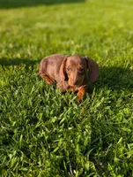 Tiny, a male Miniature Dachshund for sale in Bristol, IN – 2 of 6