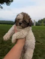 Fern, a female Havapoo for sale in Bristol, IN – 3 of 5
