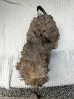 Fiona, a female Havapoo for sale in Bristol, IN – 4 of 10