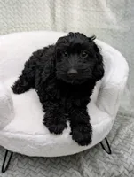 Cupcake , a female Aussiedoodle and Poodle - Miniature  for sale in Bristol, IN – 5 of 5