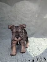 Elvis , a male Miniature Schnauzer for sale in Bristol, IN – Photo 4 of 7