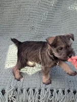 Elvis , a male Miniature Schnauzer for sale in Bristol, IN – Photo 2 of 7