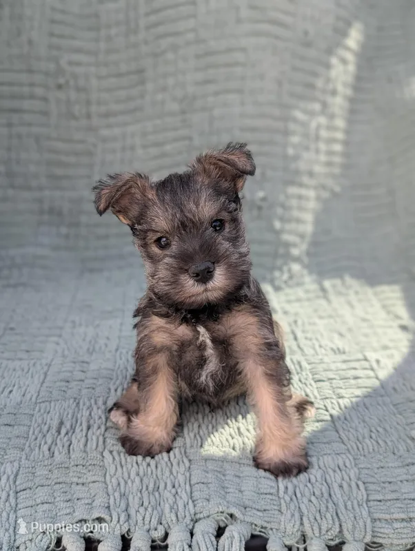 Elvis , a male Miniature Schnauzer for sale in Bristol, IN – Photo 1 of 7