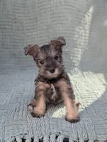 Elvis , a male Miniature Schnauzer for sale in Bristol, IN – Photo 1 of 7