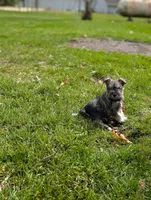 Elvis , a male Miniature Schnauzer for sale in Bristol, IN – Photo 5 of 7