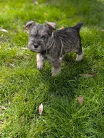 Elvis , a male Miniature Schnauzer for sale in Bristol, IN – Photo 7 of 7