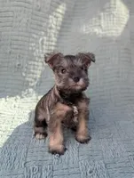 Elvis , a male Miniature Schnauzer for sale in Bristol, IN – Photo 3 of 7