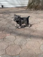 Elvis , a male Miniature Schnauzer for sale in Bristol, IN – Photo 6 of 7