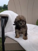 Francine, a female Havapoo for sale in Bristol, IN – 4 of 6