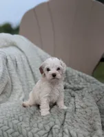 Jill, a female Shihpoo for sale in Bristol, IN – 3 of 5