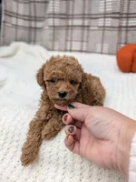 Riley , a male Miniature Goldendoodle for sale in Bristol, IN – 5 of 6