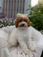 Travis , a male Poodle - Toy  for sale in Bristol, IN – 5 of 5