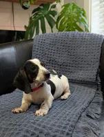 Tiger, a male Miniature Dachshund for sale in Bristol, IN – 5 of 7
