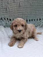 Hope, a female Miniature Goldendoodle for sale in Bristol, IN – 4 of 7