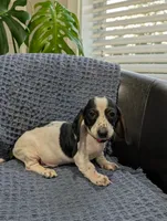 Tiger, a male Miniature Dachshund for sale in Bristol, IN – 7 of 7