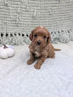 Brenda , a female Cavapoo for sale in Bristol, IN – 4 of 6