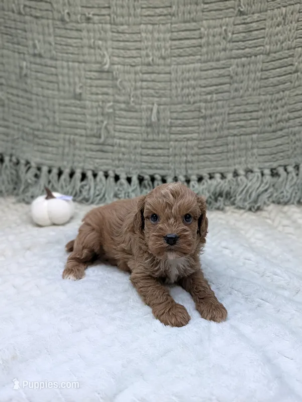 Ben – Cavapoo puppy for sale in Bristol, IN