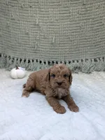 Ben, a female Cavapoo for sale in Bristol, IN – 1 of 5