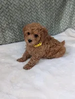 Benji , a male Poodle - Toy  for sale in Bristol, IN – 5 of 5