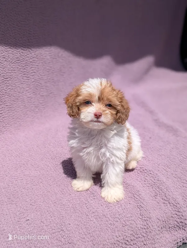 Archie  – Shihpoo puppy for sale in Bristol, IN