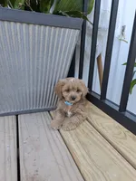Prince, a male Cavapoo for sale in Bristol, IN – 5 of 6