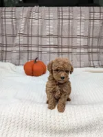 Riley , a male Miniature Goldendoodle for sale in Bristol, IN – 3 of 6