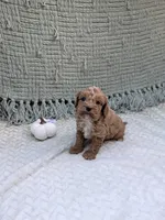 Ben, a female Cavapoo for sale in Bristol, IN – 4 of 5