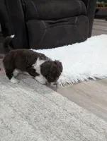 Barker, a male Poodle - Toy  and Miniature Aussiedoodle for sale in Bristol, IN – Photo 5 of 6