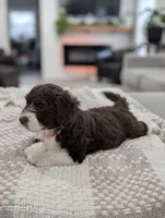 Barker, a male Poodle - Toy  and Miniature Aussiedoodle for sale in Bristol, IN – Photo 4 of 6