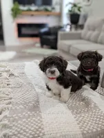 Barker, a male Poodle - Toy  and Miniature Aussiedoodle for sale in Bristol, IN – Photo 6 of 6