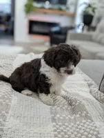 Barker, a male Poodle - Toy  and Miniature Aussiedoodle for sale in Bristol, IN – Photo 2 of 6