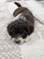 Barker, a male Poodle - Toy  and Miniature Aussiedoodle for sale in Bristol, IN – Photo 3 of 6