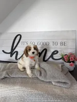 Patrick , a male Cavapoo for sale in Bristol, IN – 5 of 7