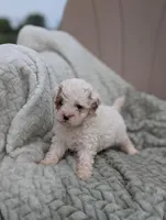 Julie , a female Shihpoo for sale in Bristol, IN – 2 of 6