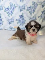 Felicity , a female Shih Tzu for sale in Bristol, IN – 4 of 6