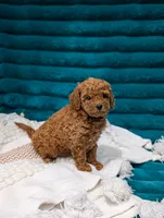 Vinny, a male Poodle - Toy  for sale in Bristol, IN – 2 of 6