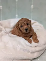 Paisley , a female Poodle - Toy  for sale in Bristol, IN – 5 of 6