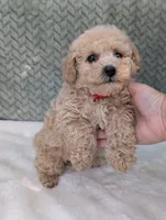 Bentley , a male Poodle - Toy  for sale in Bristol, IN – 3 of 5