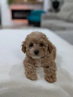 Jasmine , a male Shihpoo and Poodle - Toy  for sale in Bristol, IN – Photo 2 of 8
