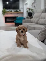Jasmine , a male Shihpoo and Poodle - Toy  for sale in Bristol, IN – Photo 4 of 8