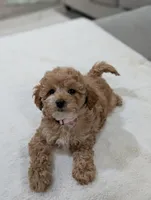Jasmine , a male Shihpoo and Poodle - Toy  for sale in Bristol, IN – Photo 3 of 8