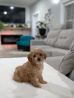 Jasmine , a male Shihpoo and Poodle - Toy  for sale in Bristol, IN – Photo 5 of 8