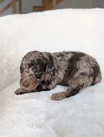 Magnolia , a female Poodle - Miniature  for sale in Bristol, IN – 4 of 5