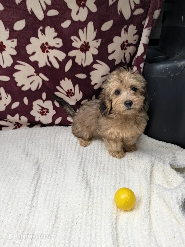 Fiona – Havapoo puppy for sale in Bristol, IN